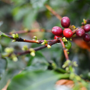 Ceresia Espresso Blend