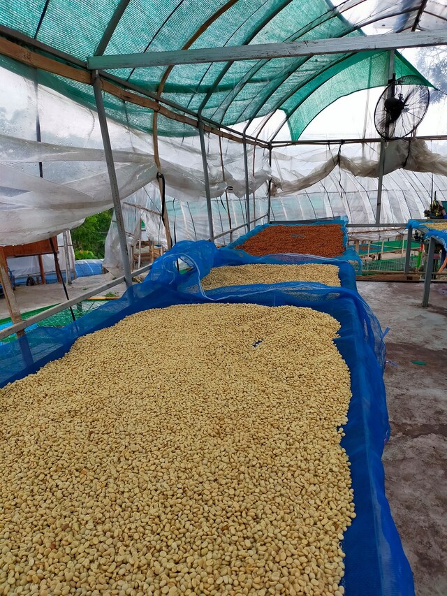 Mae Toey - Thailand - Image 8