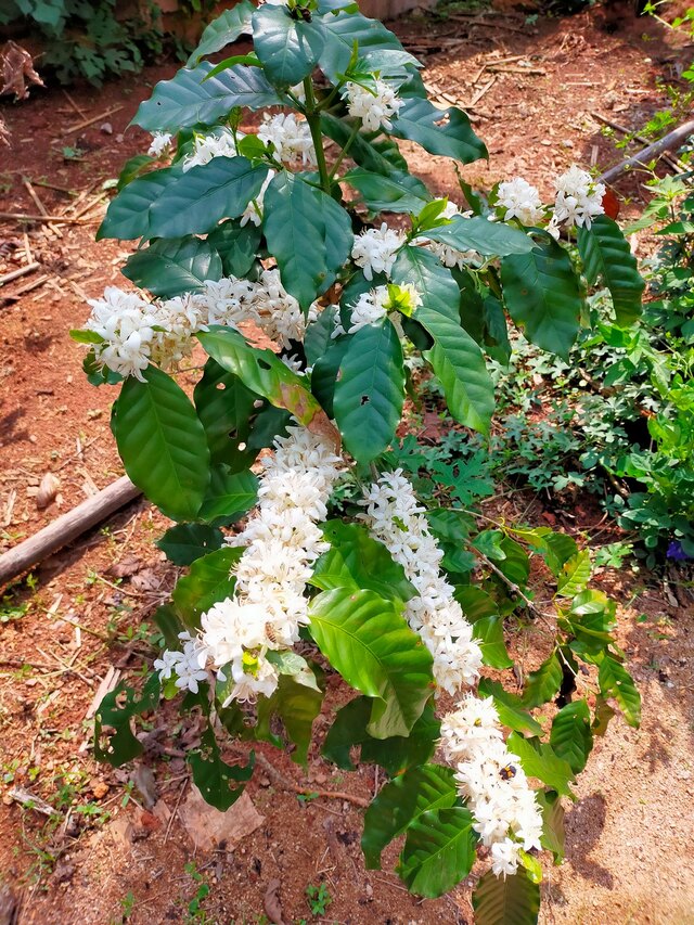 Mae Toey - Thailand - Image 5