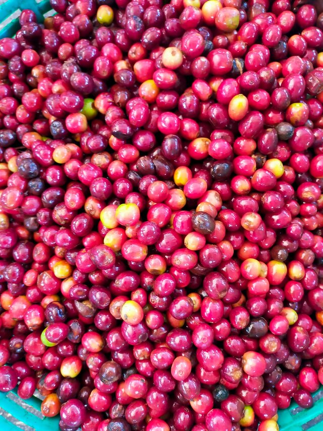 Mae Toey - Thailand - Image 13