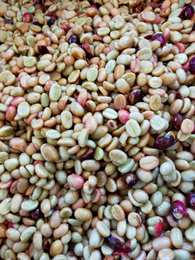 Mae Toey - Thailand - Image 9