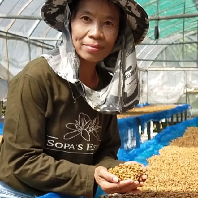 Mae Toey - Thailand - Image 2