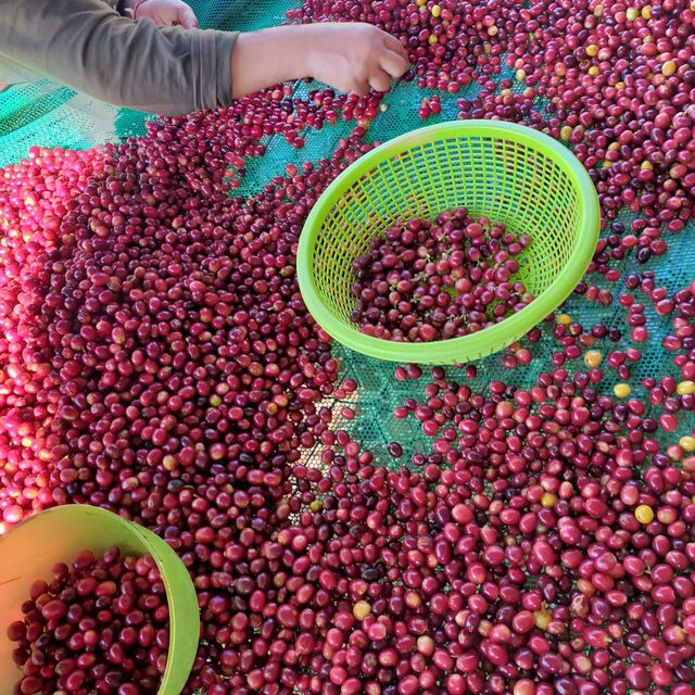 Mae Toey - Thailand - Image 12